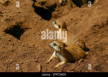 Der Erdmännchen ist ein koloniales fleischfressendes Säugetier, 24 bis 30 cm lang, in Afrika heimisch. Stockfoto