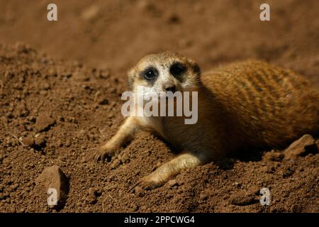 Der Erdmännchen ist ein koloniales fleischfressendes Säugetier, 24 bis 30 cm lang, in Afrika heimisch. Stockfoto