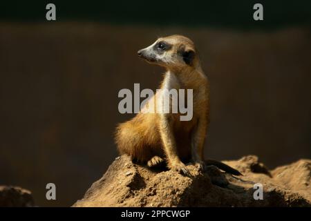 Der Erdmännchen ist ein koloniales fleischfressendes Säugetier, 24 bis 30 cm lang, in Afrika heimisch. Stockfoto