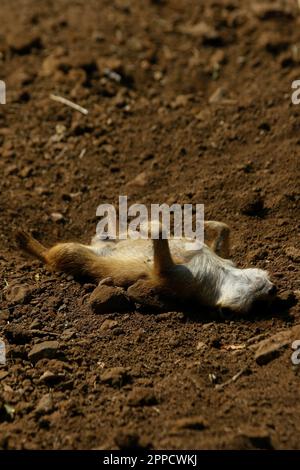 Der Erdmännchen ist ein koloniales fleischfressendes Säugetier, 24 bis 30 cm lang, in Afrika heimisch. Stockfoto