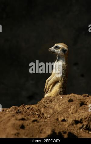 Der Erdmännchen ist ein koloniales fleischfressendes Säugetier, 24 bis 30 cm lang, in Afrika heimisch. Stockfoto