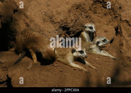 Der Erdmännchen ist ein koloniales fleischfressendes Säugetier, 24 bis 30 cm lang, in Afrika heimisch. Stockfoto