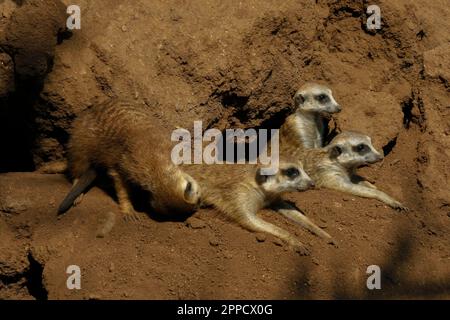 Der Erdmännchen ist ein koloniales fleischfressendes Säugetier, 24 bis 30 cm lang, in Afrika heimisch. Stockfoto