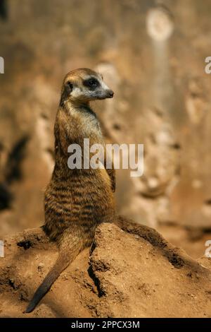 Der Erdmännchen ist ein koloniales fleischfressendes Säugetier, 24 bis 30 cm lang, in Afrika heimisch. Stockfoto