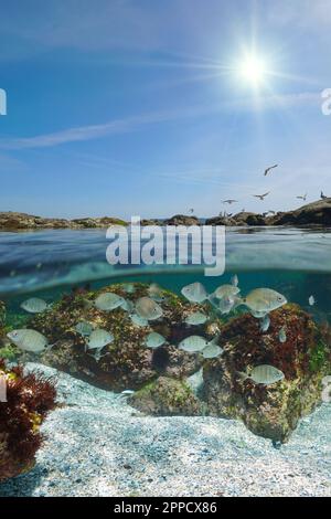 Junge weiße Meerbrassen unter Wasser und Felsen am Ufer mit der Sonne am Himmel, geteilter Blick über und unter der Wasseroberfläche, Atlantik, S Stockfoto