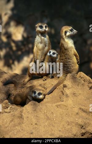 Der Erdmännchen ist ein koloniales fleischfressendes Säugetier, 24 bis 30 cm lang, in Afrika heimisch. Stockfoto