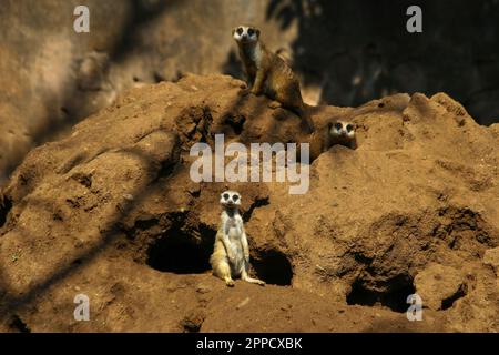 Der Erdmännchen ist ein koloniales fleischfressendes Säugetier, 24 bis 30 cm lang, in Afrika heimisch. Stockfoto