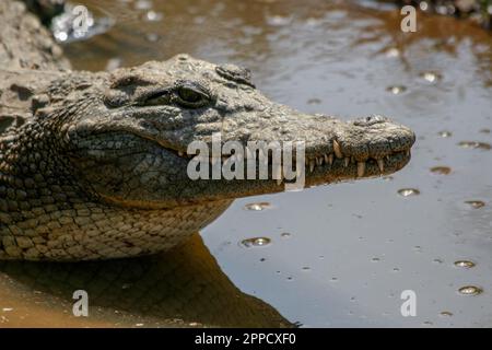 Krokodile sind eine Gruppe von Reptilien mit Knochenschuppen, die in Sümpfen und Gewässern in warmen Regionen leben. Stockfoto