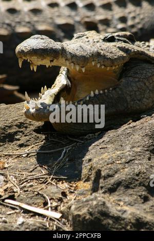 Krokodile sind eine Gruppe von Reptilien mit Knochenschuppen, die in Sümpfen und Gewässern in warmen Regionen leben. Stockfoto