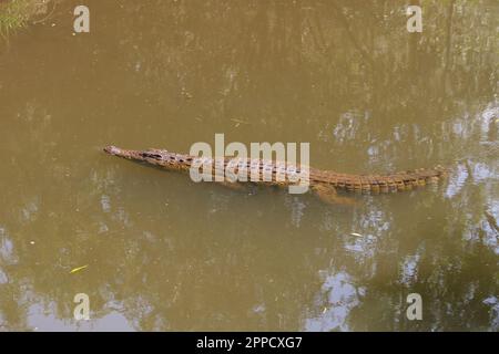 Krokodile sind eine Gruppe von Reptilien mit Knochenschuppen, die in Sümpfen und Gewässern in warmen Regionen leben. Stockfoto