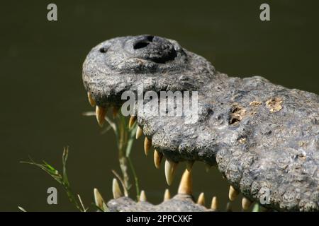 Krokodile sind eine Gruppe von Reptilien mit Knochenschuppen, die in Sümpfen und Gewässern in warmen Regionen leben. Stockfoto