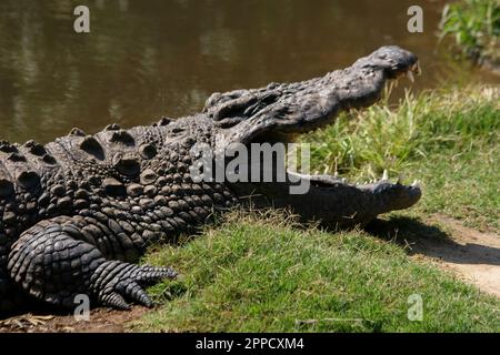 Krokodile sind eine Gruppe von Reptilien mit Knochenschuppen, die in Sümpfen und Gewässern in warmen Regionen leben. Stockfoto