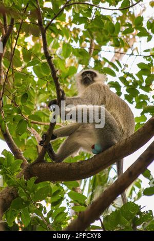 Grivet-Affe auf Holz im Hintergrund grüner Blätter Stockfoto