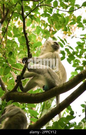 Grivet-Affe auf Holz im Hintergrund grüner Blätter Stockfoto