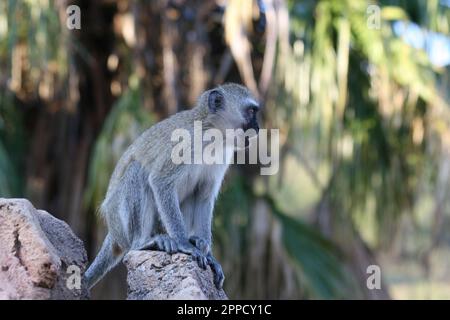 Grivet-Affe auf Holz im Hintergrund grüner Blätter Stockfoto