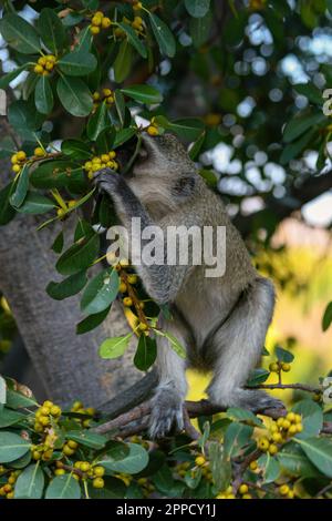 Grivet-Affe auf Holz im Hintergrund grüner Blätter Stockfoto