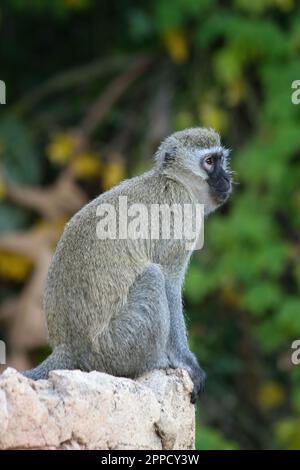 Grivet-Affe auf Holz im Hintergrund grüner Blätter Stockfoto