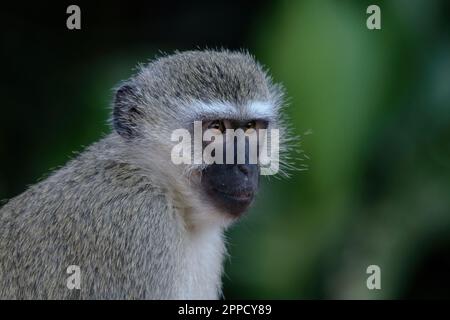 Grivet-Affe auf Holz im Hintergrund grüner Blätter Stockfoto