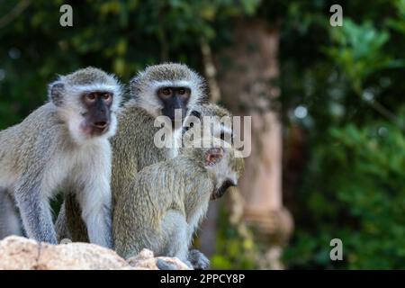 Grivet-Affe auf Holz im Hintergrund grüner Blätter Stockfoto