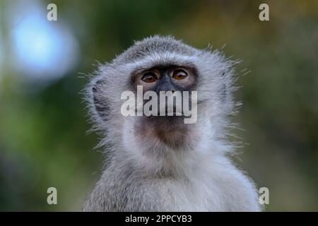 Grivet-Affe auf Holz im Hintergrund grüner Blätter Stockfoto