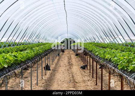 Effiziente Anpflanzung von Erdbeerreihen in einem Gewächshaus mit Bewässerungssystem. Das Bewässerungssystem versorgt jede Pflanze mit Wasser und Nährstoffen; Stockfoto