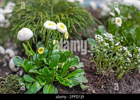 Wunderschöne Blumen, weiße Gänseblümchen im Garten. Gartenarbeit Stockfoto
