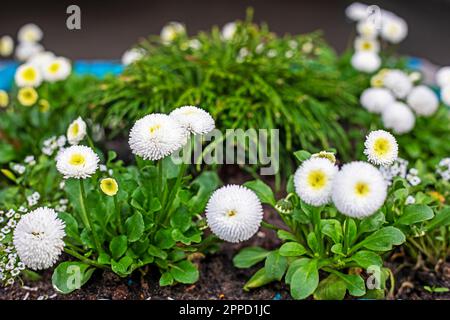 Weiße Gänseblümchen im Garten. Gartenarbeit Stockfoto