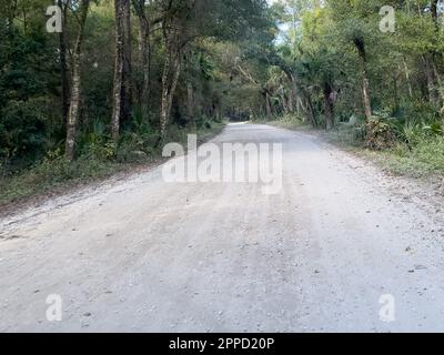 Die Fahrt durch den Wald im Timucuan Ecological National Park in Jacksonville, Florida. Stockfoto