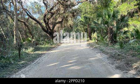 Die Fahrt durch den Wald im Timucuan Ecological National Park in Jacksonville, Florida. Stockfoto