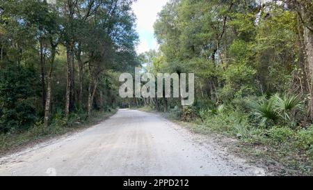 Die Fahrt durch den Wald im Timucuan Ecological National Park in Jacksonville, Florida. Stockfoto