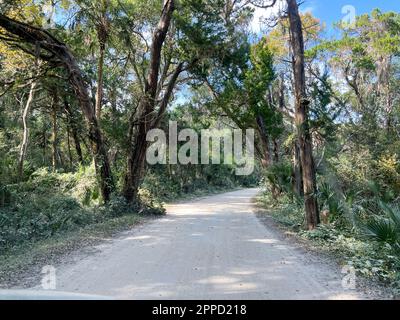 Die Fahrt durch den Wald im Timucuan Ecological National Park in Jacksonville, Florida. Stockfoto