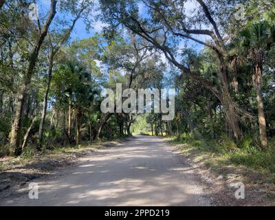 Die Fahrt durch den Wald im Timucuan Ecological National Park in Jacksonville, Florida. Stockfoto