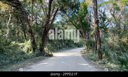 Die Fahrt durch den Wald im Timucuan Ecological National Park in Jacksonville, Florida. Stockfoto