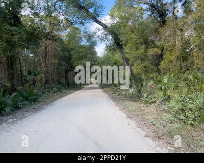 Die Fahrt durch den Wald im Timucuan Ecological National Park in Jacksonville, Florida. Stockfoto