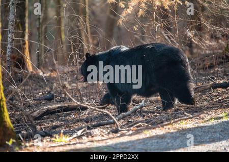 Big Black Bear im Frühling im Great Smoky Mountain National Park Stockfoto