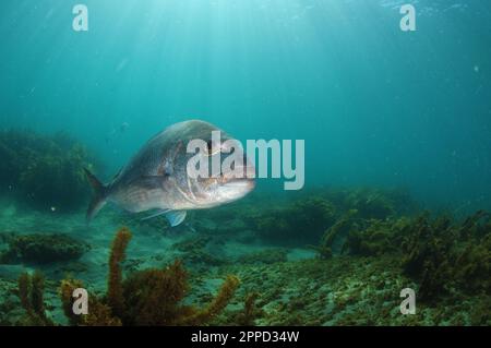 Großer australasischer Schnapper Pagrus auratus nähert sich der Kamera. Aufenthaltsort: Leigh Neuseeland Stockfoto