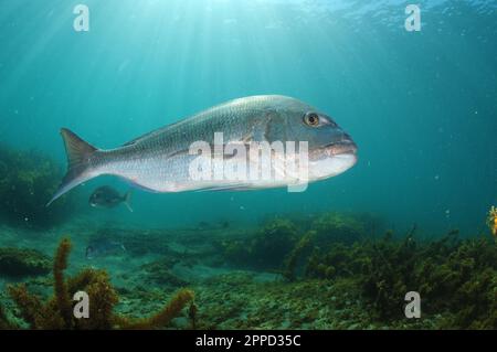 Großer australasischer Schnapper Pagrus auratus, der vor der Kamera vorbeifährt. Aufenthaltsort: Leigh Neuseeland Stockfoto