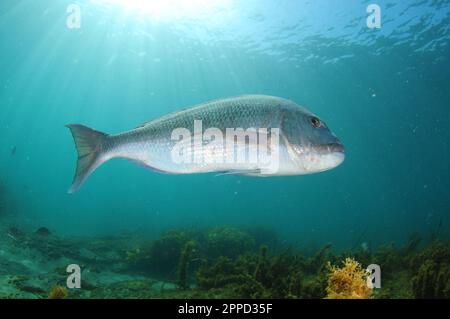 Großer australasischer Schnapper Pagrus auratus, der sich vor der Kamera dreht. Aufenthaltsort: Leigh Neuseeland Stockfoto