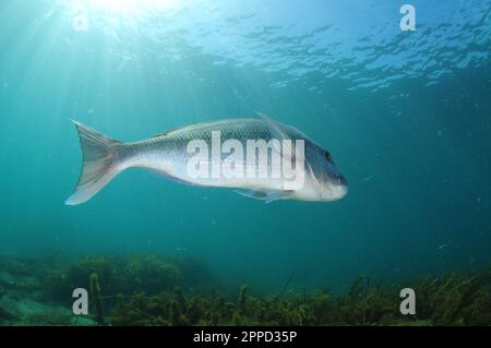 Großer australasischer Schnapper Pagrus auratus, der die Kamera ablässt. Aufenthaltsort: Leigh Neuseeland Stockfoto