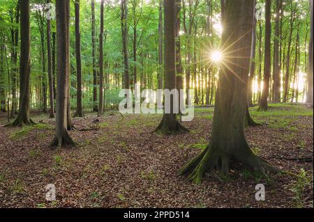 Deutschland, Mecklenburg-Vorpommern, aufgehende Sonne, die durch Äste von Waldbuchen scheint Stockfoto