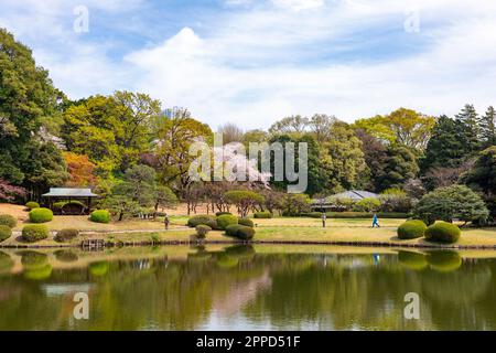 Shinjuku Gyoen Park in Tokio, Frühjahr 2023, Natur und Kirschblüte, Tokio, Japan, Asien Stockfoto