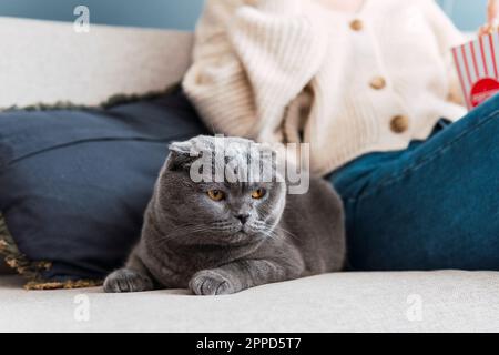 Graue Katze mit Frau, die im Hintergrund auf dem Sofa sitzt Stockfoto