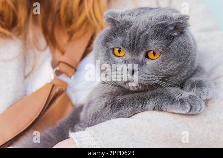 Graue flauschige Katze, die in Frauenarmen ruht Stockfoto