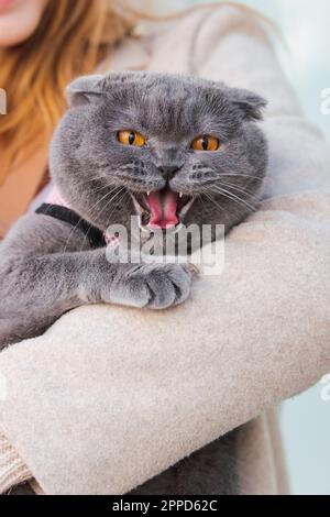 Eine Frau, die eine graue wütende Katze trägt Stockfoto