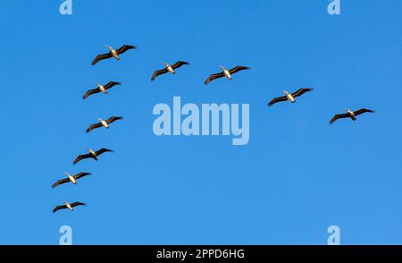 Eine Gruppe brauner Pelikane (Pelecanus occidentalis), die in einer V-Formation über Dana Point, Kalifornien, fliegen. Stockfoto