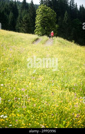 Eine Frau, die an einem sonnigen Tag mit einem Hund läuft Stockfoto