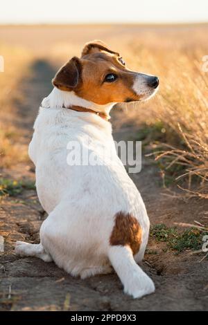 Jack Russell Terrier Hund sitzt auf dem Feld Stockfoto