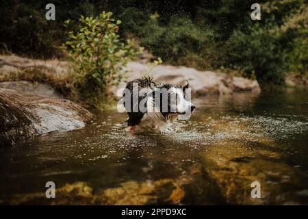 Nasser Hund schüttelt Wasser im Fluss ab Stockfoto