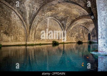 Italien, Toskana, Siena, Fische, die im historischen Fontebranda-Brunnen schwimmen Stockfoto