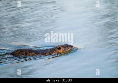Nutria (Biber brummeln) Schwimmen im Wasser Stockfoto